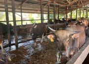 Antisipasi Lonjakan Permintaan, Peternak Mimika Datangkan 128 Sapi dan 94 Kambing dari Maluku