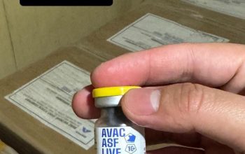 10 Dosis Dijual Rp 1,5 Juta, Mimika Belum Datangkan Vaksin AVAC ASF LIVE Pencegah Kematian Mendadak pada Ternak Babi