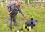 Seorang Honorer Pemkab Yahukimo Ditemukan Tewas di Dekai, Diduga Dibunuh Anggota KKB