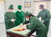 Dilengkapi 6 Dokter Hewan, Puskeswan Mimika Buka Layanan Murah untuk Ternak Anjing, Kucing Hingga Satwa Lainnya