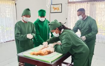 Dilengkapi 6 Dokter Hewan, Puskeswan Mimika Buka Layanan Murah untuk Ternak Anjing, Kucing Hingga Satwa Lainnya