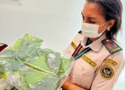 Bibit Jambu Bol Papua asal Timika Diminati, Puluhan Batang Dikirim ke Kalimantan Barat