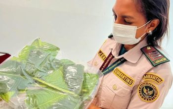 Bibit Jambu Bol Papua asal Timika Diminati, Puluhan Batang Dikirim ke Kalimantan Barat