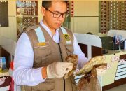 60 Kilogram Gelembung Ikan Asal Timika Dikirim ke Surabaya