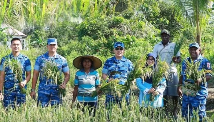 Lanud Yohanis Kapiyau Panen 2 Hektar Padi Gogo Dukung Ketahanan Pangan Nasional