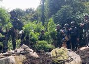 TNI Temukan Ladang Ganja di Pegunungan Bintang, 740 Batang Diamankan