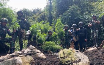 TNI Temukan Ladang Ganja di Pegunungan Bintang, 740 Batang Diamankan