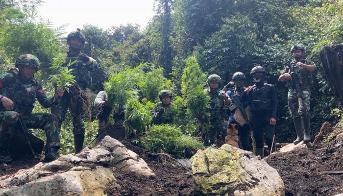 TNI Temukan Ladang Ganja di Pegunungan Bintang, 740 Batang Diamankan