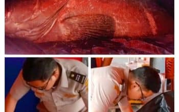 Ditangkap di Perairan Timika, Kerapu Macan Seberat 162 Kilogram Dikirim ke Jakarta