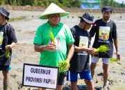 Gubernur Papua Tanam Perdana Padi 640 Hektar di Sarmi, Targetkan Swasembada Beras