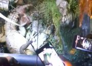 Viral! Seekor Buaya Ditangkap di Depan Gereja Tiga Raja Timika, Warga Resah karena Dekat Sekolah dan Tempat Ibadah