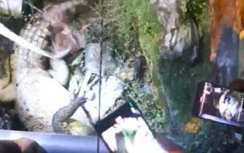 Viral! Seekor Buaya Ditangkap di Depan Gereja Tiga Raja Timika, Warga Resah karena Dekat Sekolah dan Tempat Ibadah