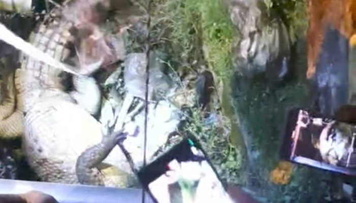 Viral! Seekor Buaya Ditangkap di Depan Gereja Tiga Raja Timika, Warga Resah karena Dekat Sekolah dan Tempat Ibadah